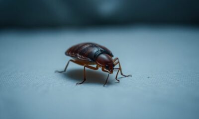 bed bugs odor description