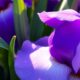 iris fragrance characteristics explained