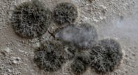 mold spores versus odor