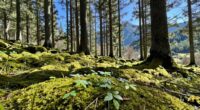 freshness versus purity perception