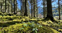 freshness versus purity perception