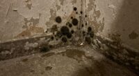 mold s hidden surface threat