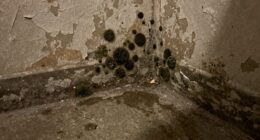 mold s hidden surface threat
