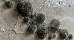 mold smell vs exposure