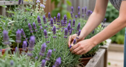 The Very Best Lavender to Grow in Every Zone, Because We All Need This Wonderful Plant in Our Lives