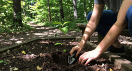 Access To Urban Woodlands Linked With Lower Use Of Antidepressants